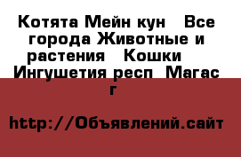 Котята Мейн кун - Все города Животные и растения » Кошки   . Ингушетия респ.,Магас г.